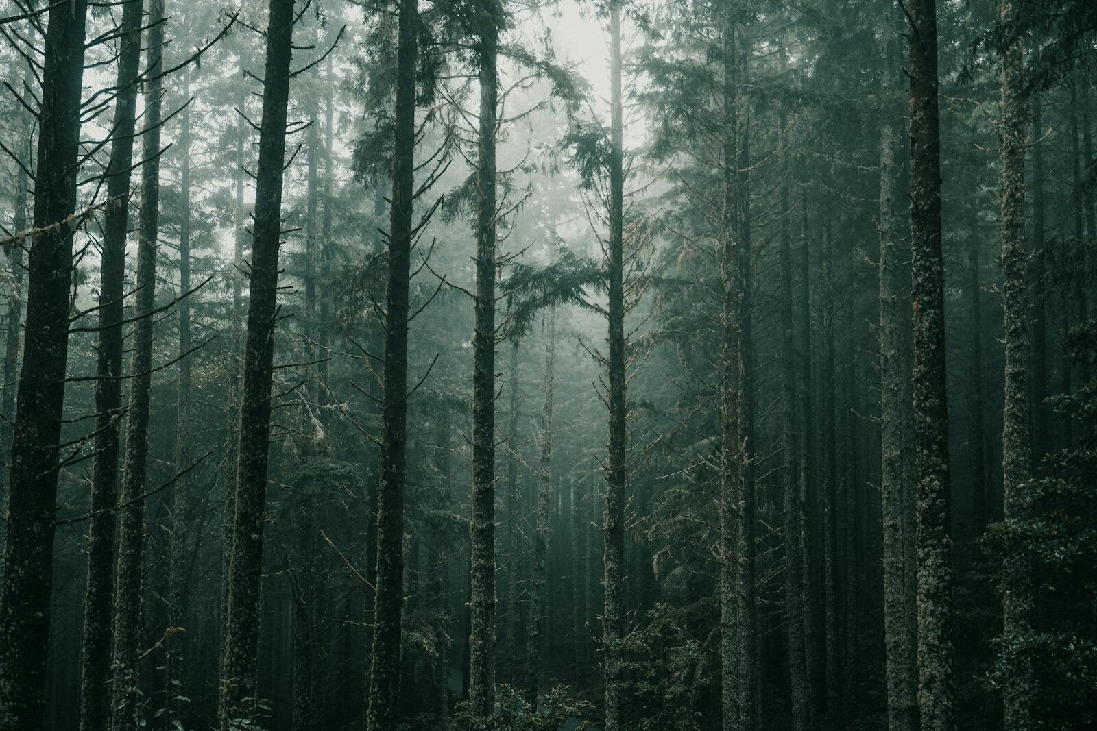 Refugee & TPS Status